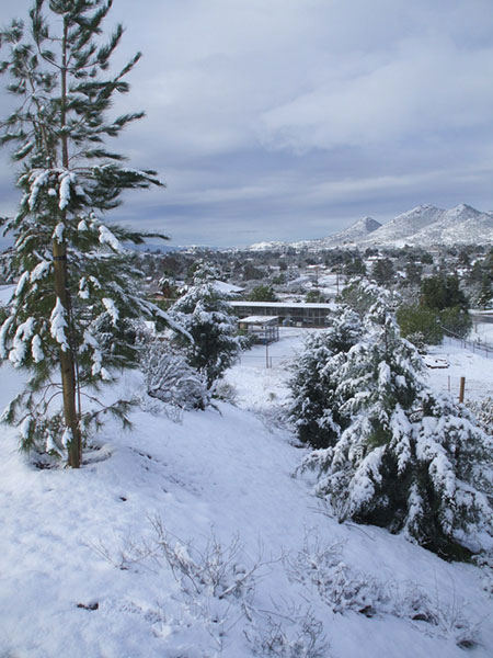 Snow Birm