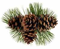 Peace on Earth!