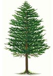 Pine Tree